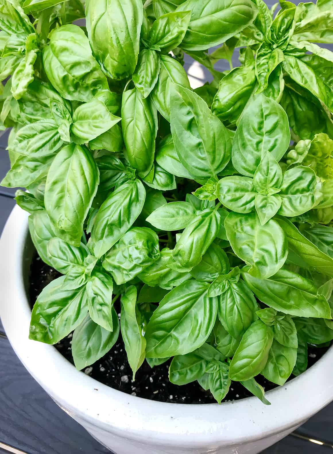basil plant