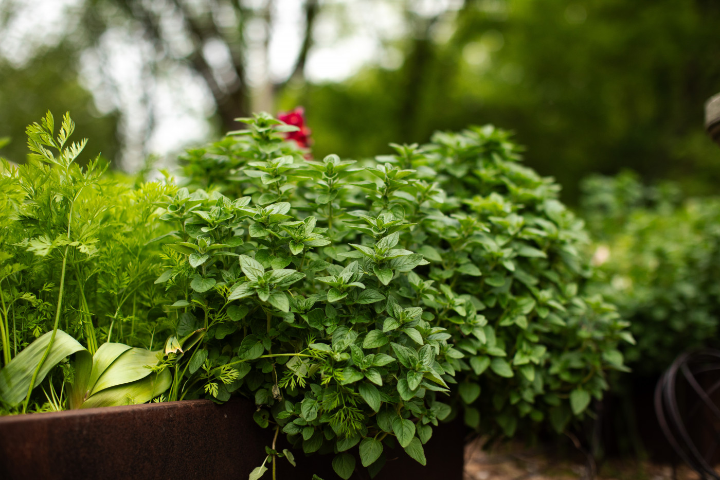 5 Best Herbs to Grow at Home