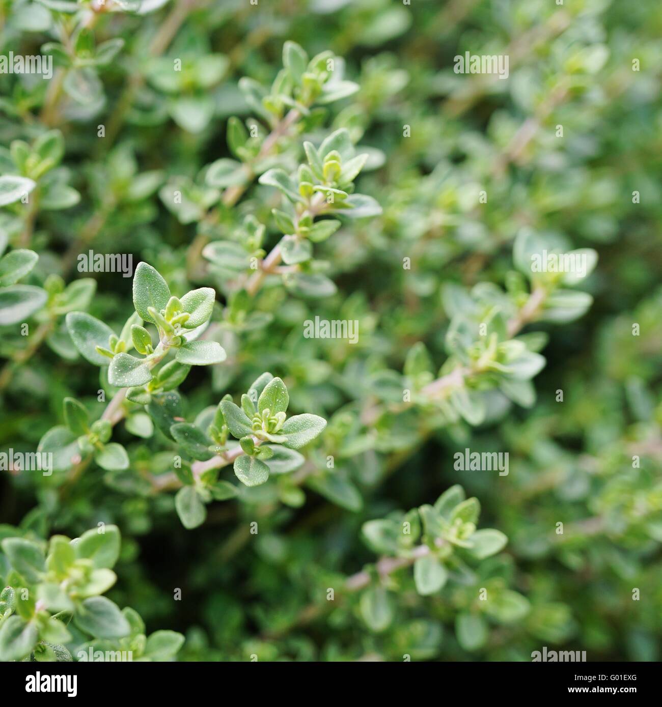 thyme plant